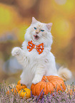 Ragdoll outdoor