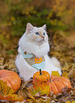 Ragdoll outdoor