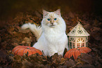 Ragdoll outdoor
