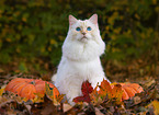 Ragdoll outdoor