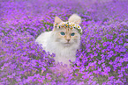 Ragdoll outdoor