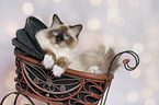 Ragdoll in studio