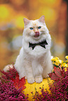 Ragdoll outdoor