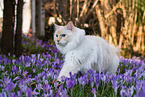 Ragdoll outdoor