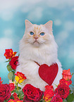 Ragdoll in studio