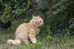 young Ragdoll