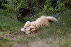 young Ragdoll