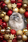 young Ragdoll
