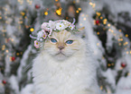 adult Ragdoll