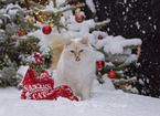 adult Ragdoll