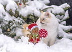 adult Ragdoll