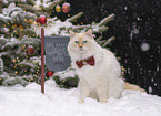 adult Ragdoll