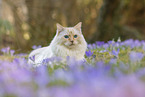 adult Ragdoll