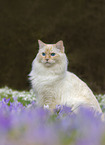 adult Ragdoll