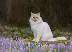 adult Ragdoll