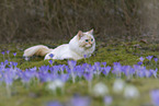 adult Ragdoll