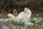adult Ragdoll