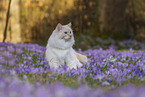 adult Ragdoll