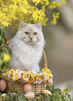 adult Ragdoll