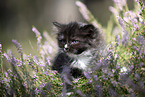 Ragdoll kitten