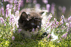 Ragdoll kitten