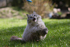 Ragdoll