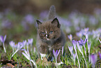 Ragdoll kitten