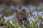 Ragdoll kitten