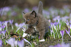 Ragdoll kitten