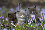 Ragdoll kitten