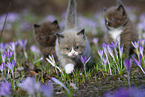 Ragdoll kitten