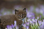 Ragdoll kitten