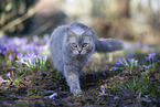 Ragdoll