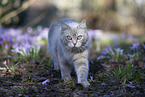 Ragdoll