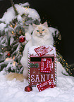 Ragdoll