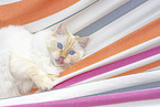 Ragdoll