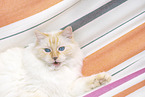 Ragdoll