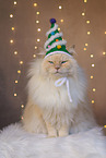 Ragdoll