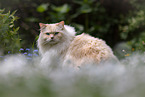 Ragdoll