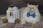 Ragdoll tomcat