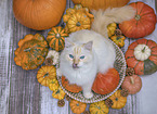 Ragdoll