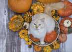 Ragdoll