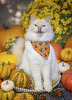 Ragdoll