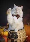 Ragdoll
