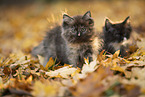 Ragdoll Kitten