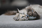 Ragdoll