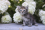 Ragdoll Kitten