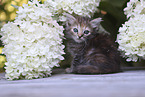Ragdoll Kitten