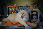 Ragdoll