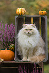 Ragdoll